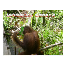 Animal Spa Pedicure  Chair Postcards