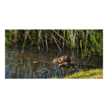 Animal sur l'eau cartes avec photo