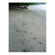 Animal Tracks - Manuel Antonio Park, Costa Rica Postcards