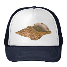 Animal vintage d'océan d'espèce marine, coquillage casquette