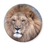 Animal Wild 1 Refrigerator Magnets