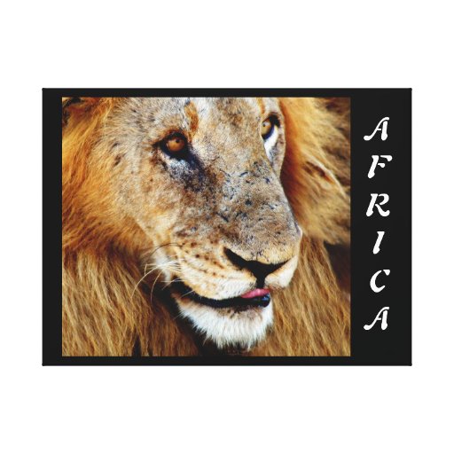 Animals Africa lion panthera leo Gallery Wrapped Canvas