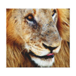 Animals Africa lion panthera leo Stretched Canvas Print