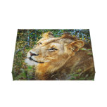 Animals Africa lion panthera leo Stretched Canvas Print