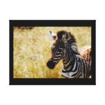 Animals Africa zebra Stretched Canvas Print