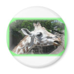 Animals Refrigerator Magnets