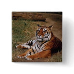 Animals Wild 1 Pinback Buttons