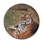 Animals Wild 1 Refrigerator Magnet