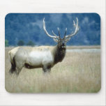 Animals Wild 1 Mouse Pad