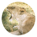 Animals Wild 1 Round Sticker