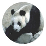 Animals Wild 1 Round Stickers