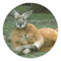 Animals Wild 1 stickers