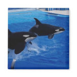 Animals Wild Dolphins Fridge Magnets