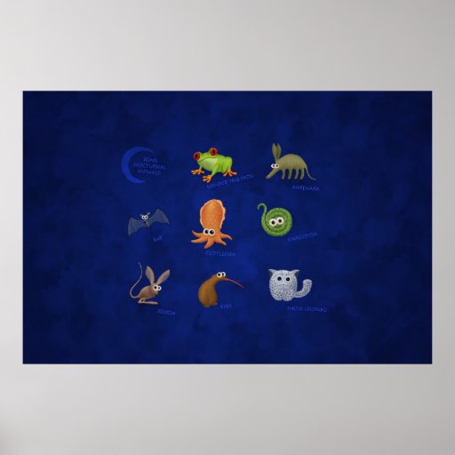 Animaux nocturnes posters