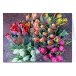 Annapolis Tulips