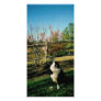 Annie Forrester~Border Collie Extraordinaire Picture Card