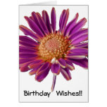 Anniversaire pourpre de marguerite cartes de vœux