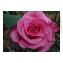 Anniversary of a Death Pink Rose series1 Cards