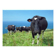 Annoyed cow custom invitations