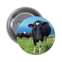 Annoyed cow pins