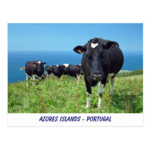 Annoyed cow post card