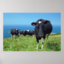 Annoyed cow posters