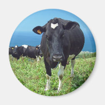 Annoyed cow refrigerator magnets