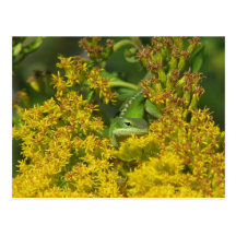 Anole in Goldenrod Postcard