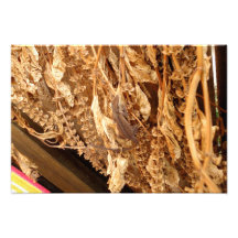 Anole Lizard in the Fall Photo Print
