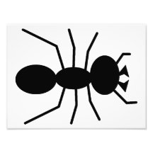 Ant Silhouette Photo