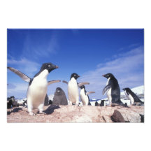 Antarctica, Adelie Penguin Pygoscelis Photo Art