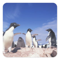 Antarctica, Adelie Penguin Pygoscelis Sticker