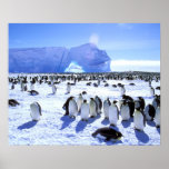 Antarctica, Antarctic Peninsula, Weddell Sea, 5 Poster