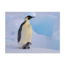 Antarctica, Emperor Penguin (Aptenodytes