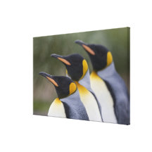 Antarctica, South Georgia Island UK), King 5 Stretched Canvas Print