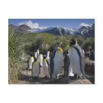 Antarctica, South Georgia Island UK), King 6 Post Cards