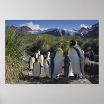 Antarctica, South Georgia Island UK), King 6