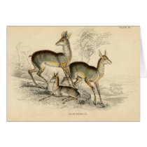 Antelope Card