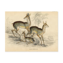 Antelope Postcard