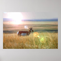 Antelope Print
