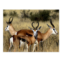 Antelope Trio Postcard