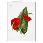 Anthurium atrosanguineum card
