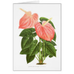 Anthurium Cards
