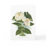 Anthurium Greeting Cards
