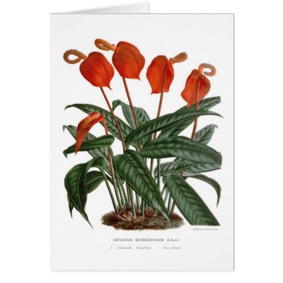 Anthurium scherzerianum greeting cards by Botany_Boy