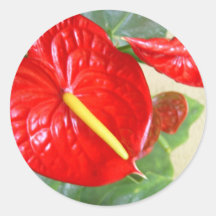 Anthurium Sticker
