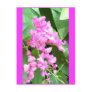 Antigonon leptopus, or Coral Vine, Postcards