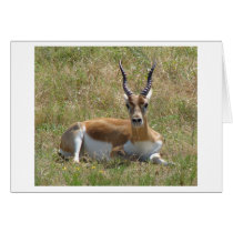 "Antilope"