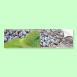Antipodes Island Parakeet bumper stickers