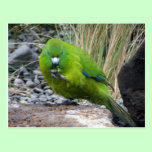 Antipodes Island Parakeet postcards